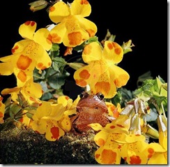 Mimulus luteus1