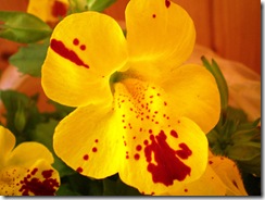 Mimulus luteus