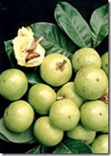 Pouteria_macrophylla Pouteria_macrophylla