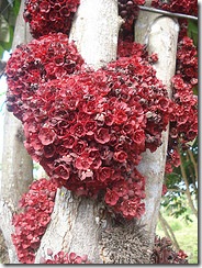Theobroma speciosum Theobroma speciosum