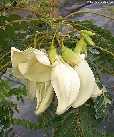 [Sesbania grandiflora white[2].jpg]