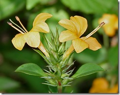 Barleria_prionitis Barleria_prionitis