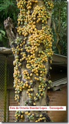 Pradoscia_latescens1
