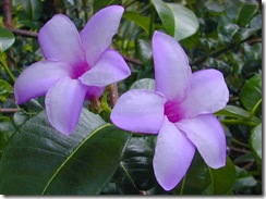 Cryptostera I