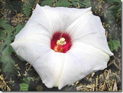 Merremia dissecta1