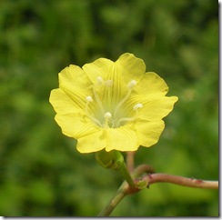 Merremia hederacea