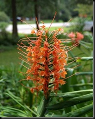 Hedychium_coccineum Hedychium_coccineum