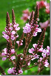 Verbena_hastata