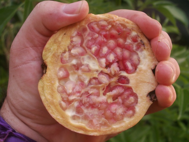 [Punica granatum (12)[3].jpg]