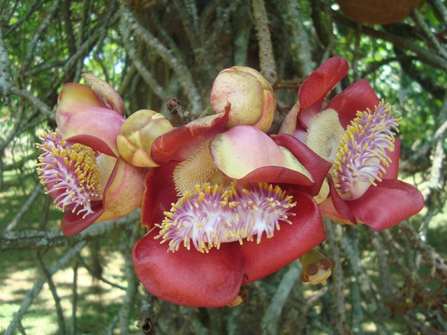 [Couropita guianensis[3].jpg]