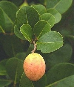 [Yellow Cocoplum[2].jpg]