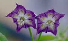 [Capsicum praetermissum flowers[2].jpg]