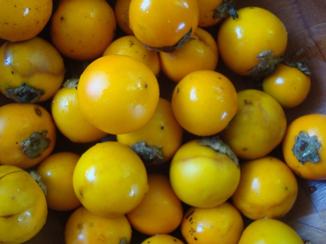 [Solanum quitoense[3].jpg]