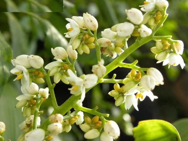 [Xiphidium caeruleum[3].jpg]