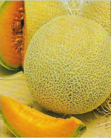 [Planters J Melon[2].jpg]