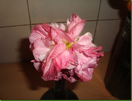 Hibiscus mutabilis (5)