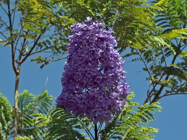 [Jacarandamimosifolia13.jpg]