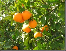 orangess