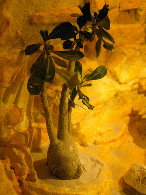 [http://lh5.ggpht.com/_o6aSgjl8xdU/TTvygfjEYHI/AAAA AAAAAEU/PxcRNMmUXEw/s640/tera%20134.jpg]
