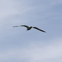 Gaviota (es)