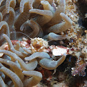 Porcelain crab