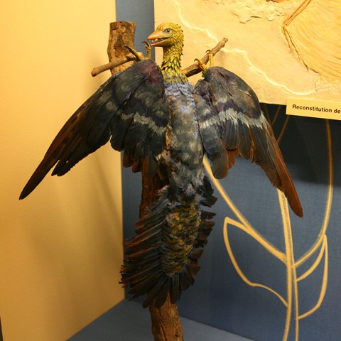 [Archaeopteryximg_0291b3.jpg]