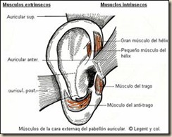 oreja