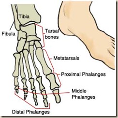 footbones