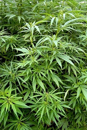 [cannabis[3].jpg]