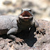 Chuckwalla%20%283%29