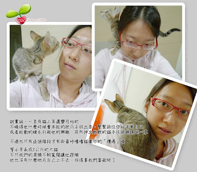 貓上身
