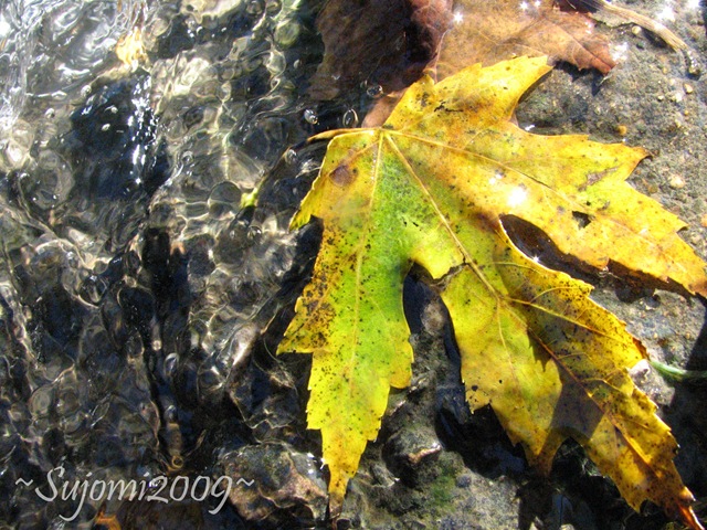 [2009 10 24 IMG_1510[3].jpg]