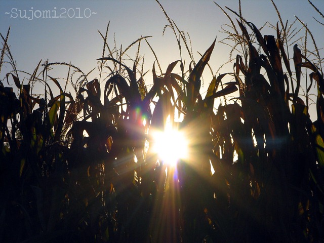 [2010 0827 IMG_9550w[4].jpg]