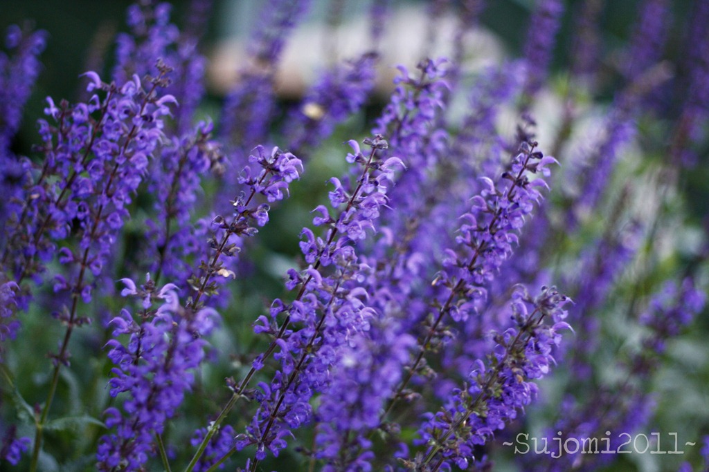 [2011 05 10 _MG_1637w[5].jpg]