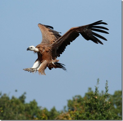 Eko Centar Cres_Eurasian griffon landing