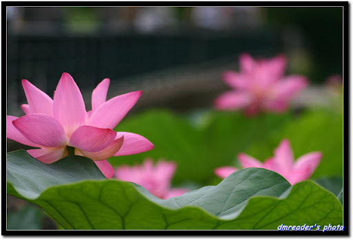 http://lh5.ggpht.com/_oHZKS5XSNYs/TA9KYPTxA9I/AAAAAAAAJYs/A415wkC5hfo/CRW_1325_RJ.jpg