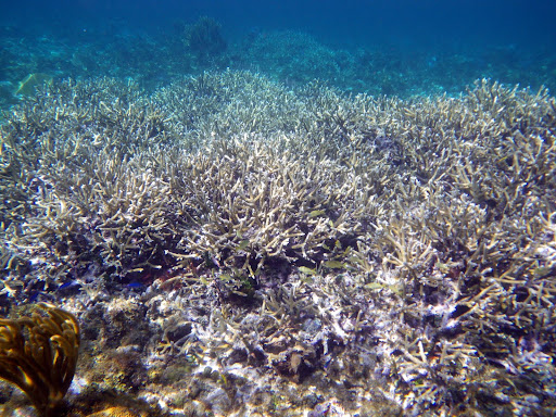 Barrier Reef, Grand Cayman