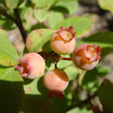 berries