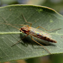 Chironomidae
