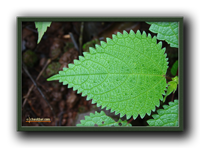 Fresh Leaf