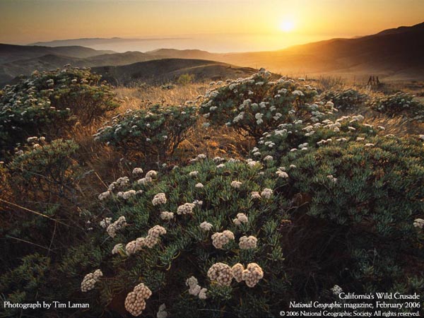 National Geographic Magazine - February 2006 - California's Wild Crusade - Photograph by Tim Laman National Geographic Magazine - February 2006 - California's Wild Crusade - Photograph by Tim Laman