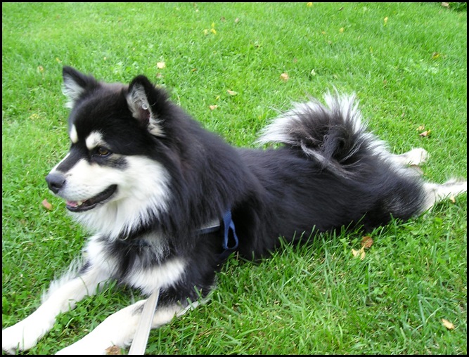 lek med P.vannhund005