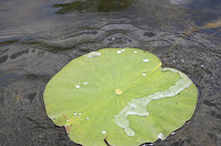 IMG_6395.JPG