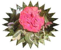 rosa rosa