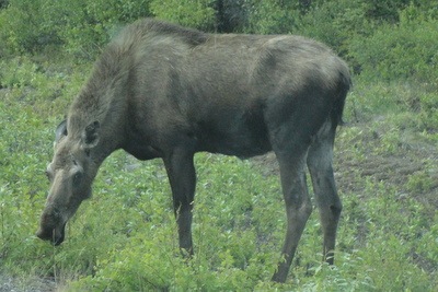[DSC03864 second moose[2].jpg]