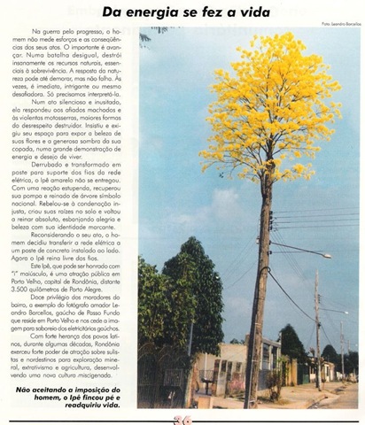 [ipe amarelo[9].jpg]