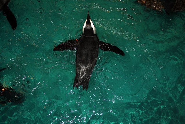 [bostonpenguin[3].jpg]