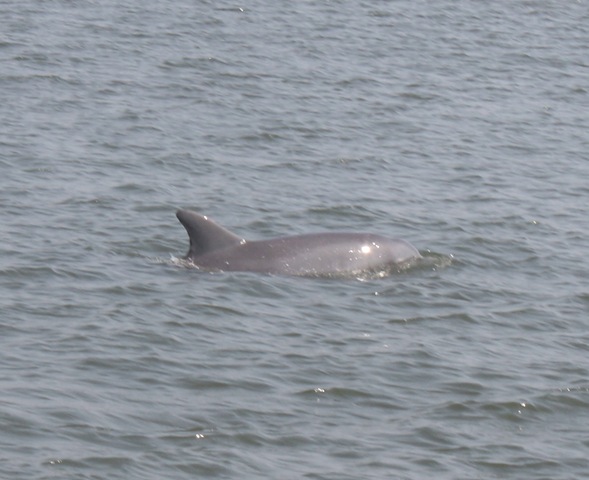 [taxidolphin3.jpg]