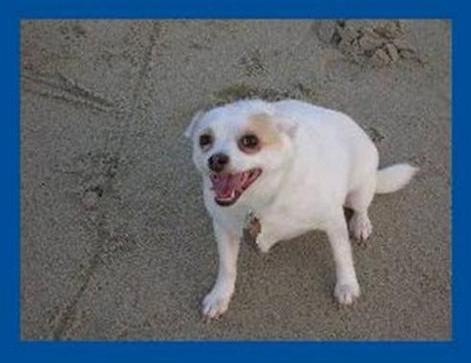 [dog[3].jpg]