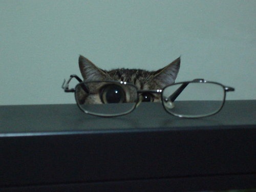 [kucing cermin mata[1].jpg]